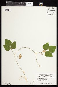 Amphicarpaea bracteata image