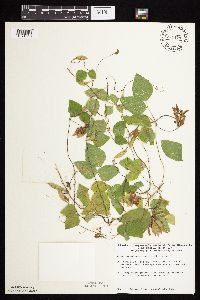 Amphicarpaea bracteata image
