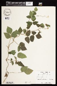 Amphicarpaea bracteata image