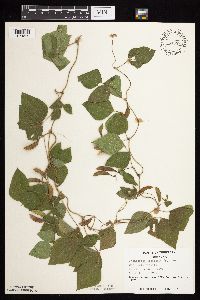 Amphicarpaea bracteata image