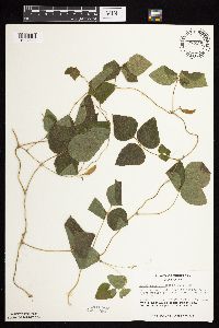 Amphicarpaea bracteata image