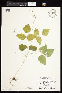Amphicarpaea bracteata image