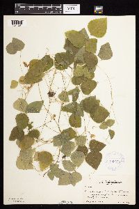 Amphicarpaea bracteata image