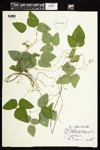 Amphicarpaea bracteata image