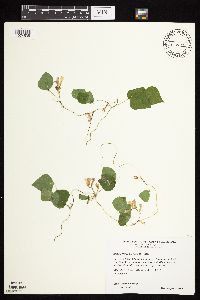 Amphicarpaea bracteata image