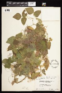Amphicarpaea bracteata image