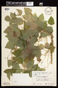 Amphicarpaea bracteata image