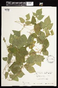 Amphicarpaea bracteata image