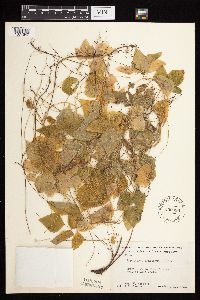 Amphicarpaea bracteata image