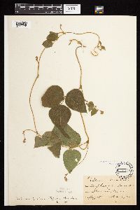 Amphicarpaea bracteata image