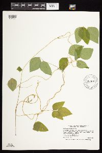 Amphicarpaea bracteata image