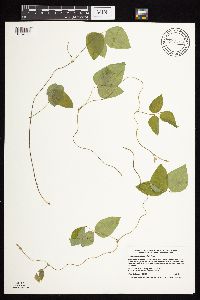 Amphicarpaea bracteata image