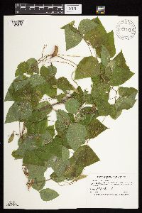 Amphicarpaea bracteata image