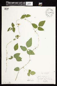 Amphicarpaea bracteata image
