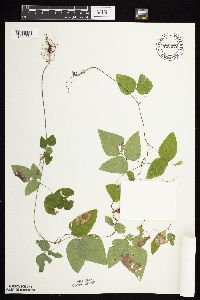 Amphicarpaea bracteata image