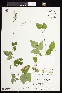 Amphicarpaea bracteata image