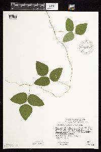 Amphicarpaea bracteata image