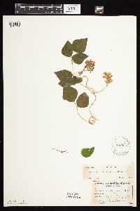 Amphicarpaea bracteata image
