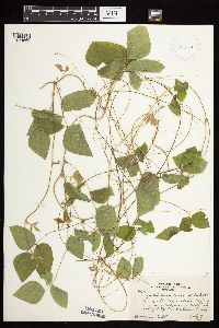 Amphicarpaea bracteata image