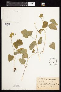 Amphicarpaea bracteata image
