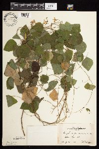 Amphicarpaea bracteata image