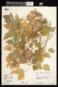 Amphicarpaea bracteata image