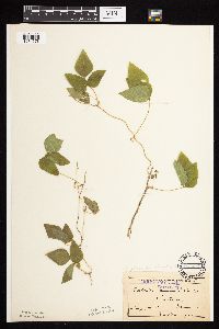Amphicarpaea bracteata image