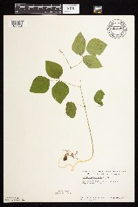 Amphicarpaea bracteata image