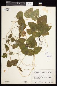 Amphicarpaea bracteata image
