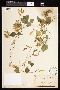 Amphicarpaea bracteata image