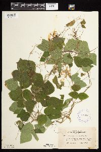 Amphicarpaea bracteata image