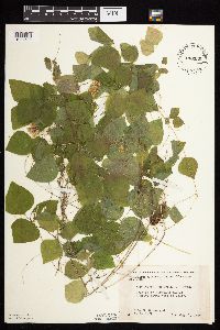 Amphicarpaea bracteata image