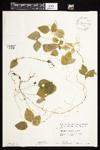 Amphicarpaea bracteata image
