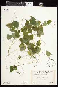 Amphicarpaea bracteata image