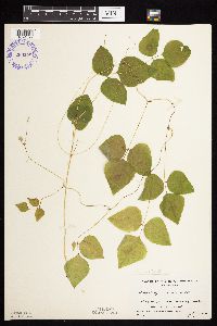 Amphicarpaea bracteata image