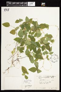 Amphicarpaea bracteata image