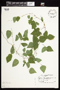 Amphicarpaea bracteata image