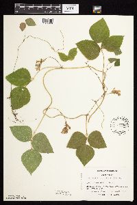 Amphicarpaea bracteata image