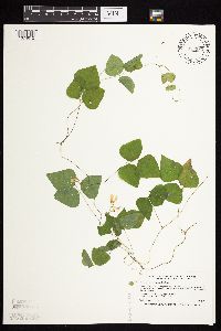 Amphicarpaea bracteata image
