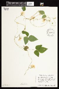 Amphicarpaea bracteata image