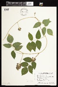 Apios americana image