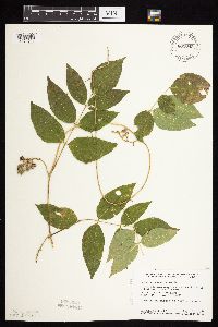 Apios americana image