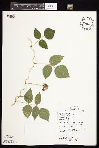 Apios americana image