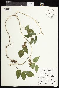 Apios americana image