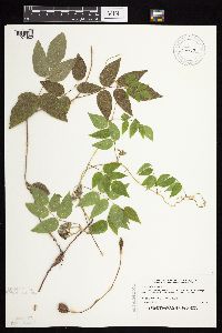 Apios americana image