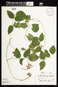 Apios americana image