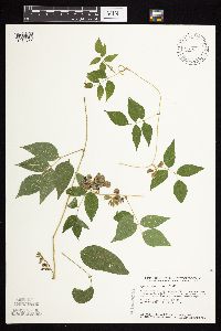 Apios americana image