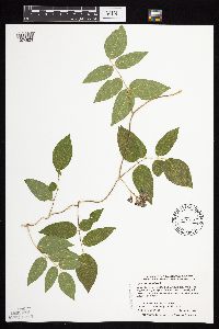 Apios americana image