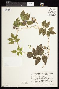 Apios americana image