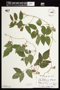 Apios americana image